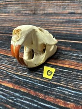 Real XL Beaver Skull Animal Mount unique Teac...