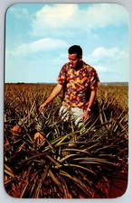 Vintage Postcard HI Wahiawa Pineapple Fields Man Chrome ~13587