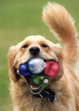 Dog with Four Ornaments Stuffed in Mouth Box of 12 Christmas Cards