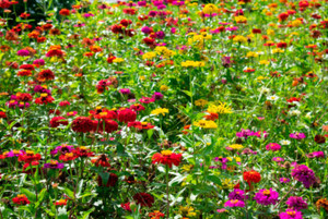 Zinnien Dahlienblütige Mischung - Gemüse-, Blumen- Und Kräutersamen