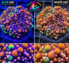 CBA Ultra Rare Toxic Romance Mushroom - WYSIWYG New Godzilla Doughboy hybrid
