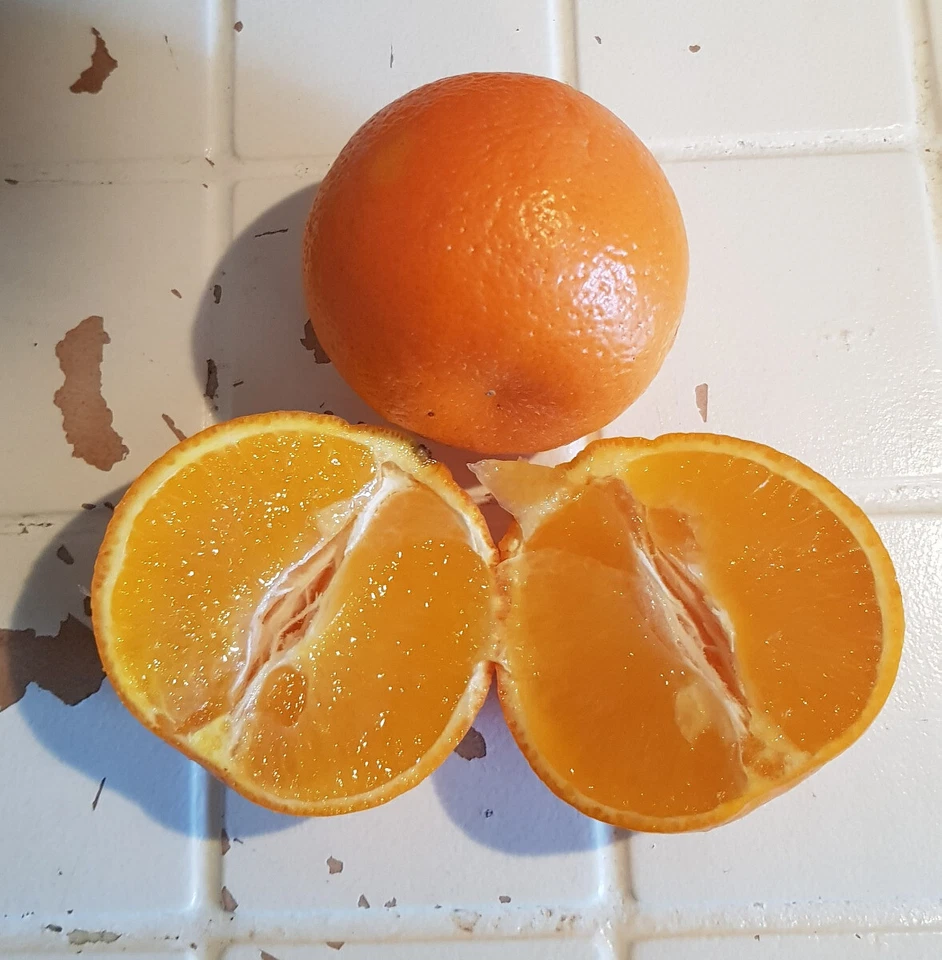 MONJARDINEXTRAORDINAIRE Citrus x tangelo 'Minneola' greffé sur Volkameriana / Tangelo minneola / Cont...