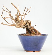  Bonsai Pfaffenhütchen - Euonymus Shohin 17cm