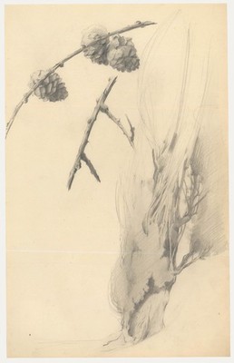 Attrib. John Cluysenaar (1899-1986) - Graphite Drawing, Study of Pinecones