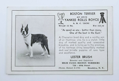 Boston Terrier Dog American Kennel Club Stud Breeder Card Yankee