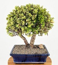 Live Variegated Jade Bonsai Tree Dwarf Exact Plant Portulacaria Indoor 23Yrs 20"