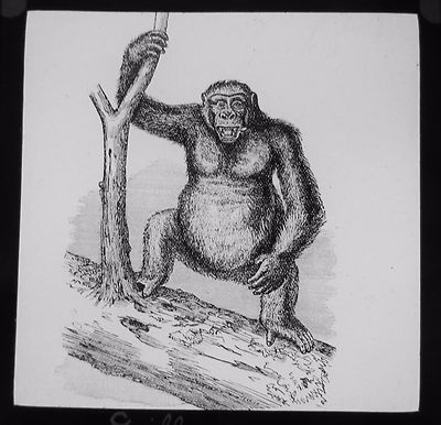 Glas Magische Laterne Dia A GORILLA UM 1890 ZEICHNUNG