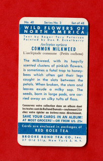 Brooke Bond USA BLUE BACK WILD FLOWERS OF NORTH AMERICA CARD No. 40