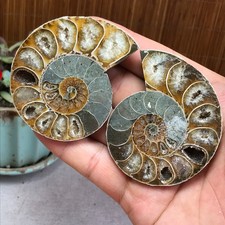 1Pairs Half Cut Ammonite Shell Jurrassic Specimen Madagascar 115g A3888