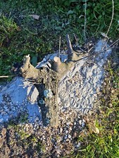 Olive Trunk For Cats, Canaries Cage Terrarium Fresh Marsh