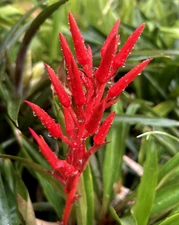 Pitcairnia sprucei–a rare, beautiful, small, spineless bromeliad w/amazing color