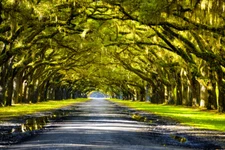 Oak Trees Forming a Canopy Above Southern Road Photo Art Print Poster 18x12