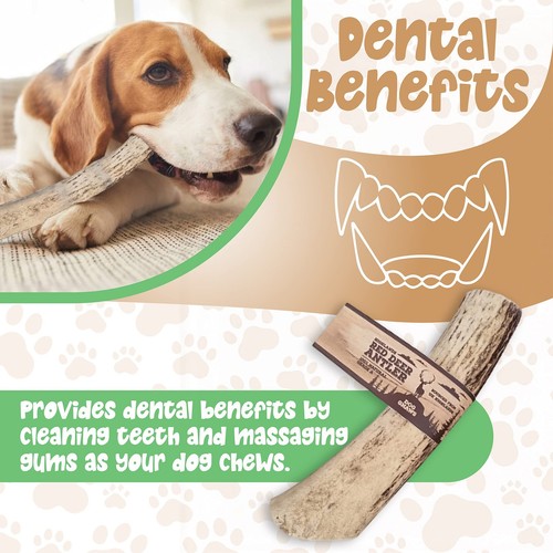 Deer Antlers for Dogs – Large Dog Antler Natural Dog Treats and - Picture 4 of 5