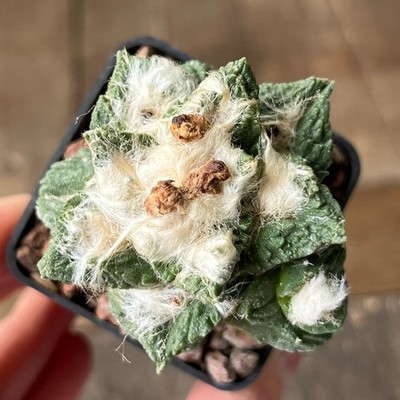 A1-945 Cactus hybr (scaph x fissur), grafted