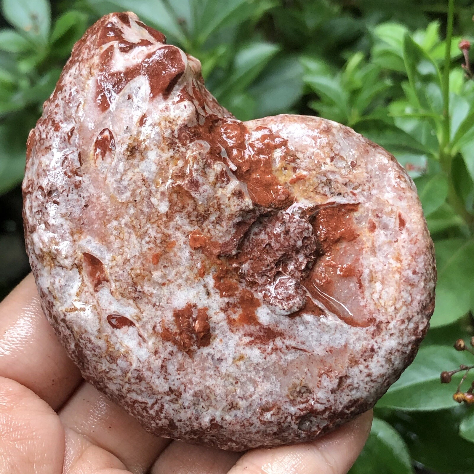 153gr 驚くべきペルミアン 全体 ラフ 薄い アンモナイト 化石 モルスカ - 画像1/11