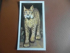GB Brooke Bond "Wildlife in Danger" 1963 tea-card No.9 'Spanish Lynx'.