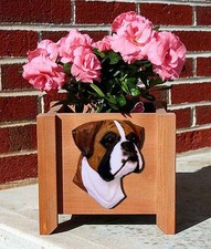 Boxer Blumentopf Fawn Unbeschnitten