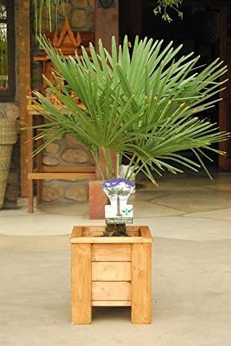 Chinesische Hanfpalme - Trachycarpus fortunei - Winterharte Palme - Palmen - Bild 4 von 11
