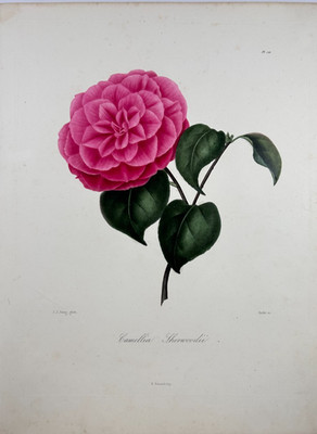 L. Berlèse / J.J. Jung, Camellia Sherwoodii. Stipple engraving, Paris, 1841-43.
