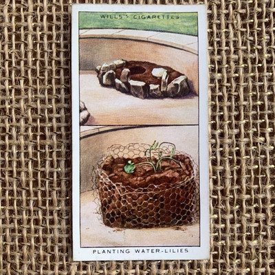 Planting Water Lilies Garden Hints #6 1938 Wills Cigarette Imperial Tobacco Card