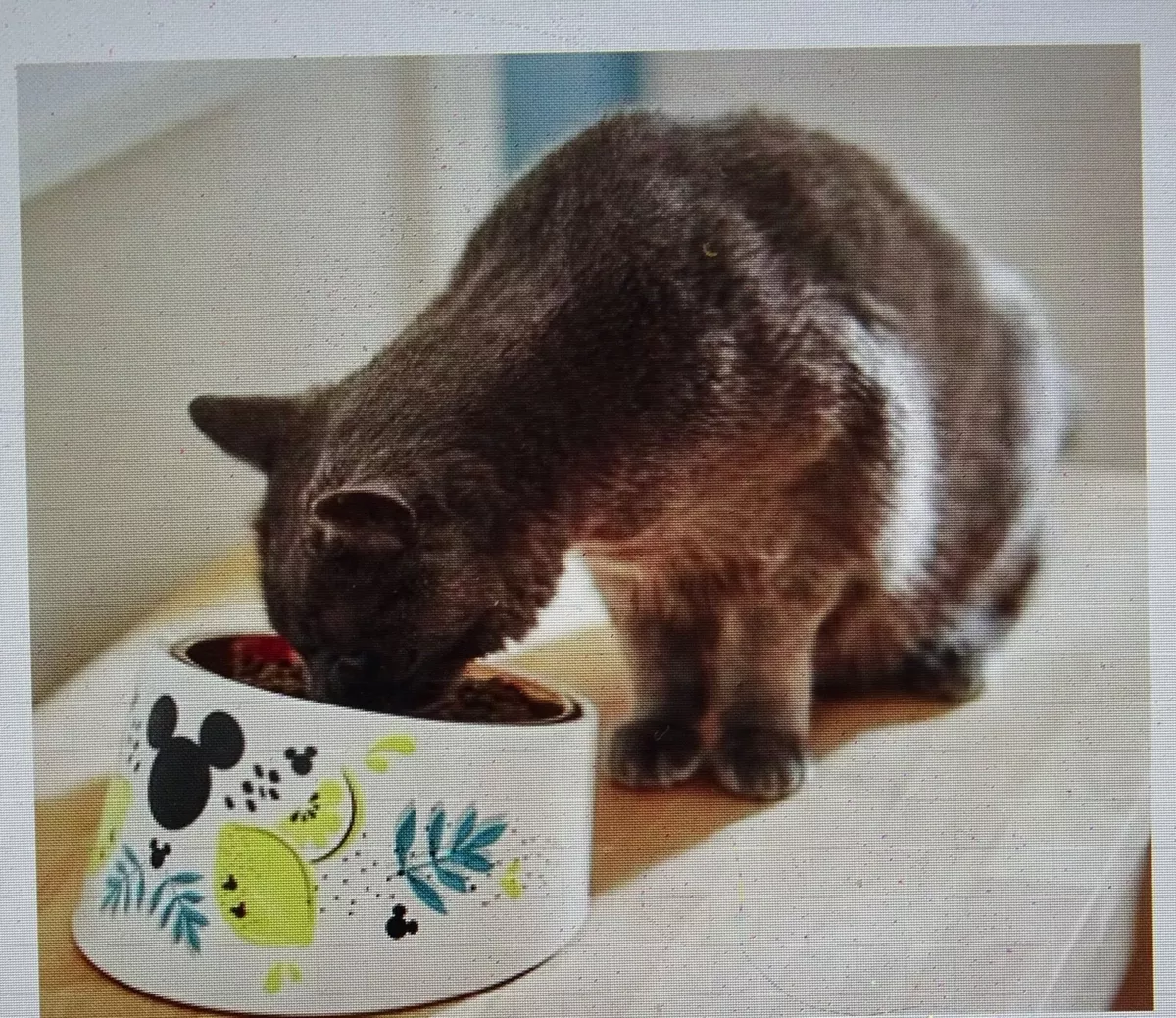 Chewy cat dishes hotsell
