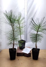 Native Pre Bonsai Ponderosa Pine Tree in small nursery pot. Pinus.