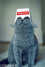 Funny Blue Cat Supreme  Refrigerator / Tool Box / File Cabinet Magnet