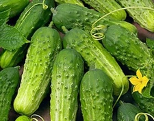 Boston Pickling Cucumber 100 seeds, Gherkin, NON-GMO, FREE SHIPPING &Tracking