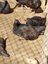 6 Purebred Black Ayam Cemani Chicken Fertile Hatching Eggs -   PET QUALITY  