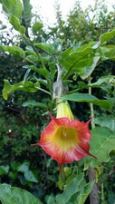 Brugmansia sanguinea Red Angel Trumpet 10 seeds for 2026