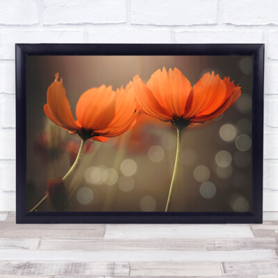 Friends House Beleuchtung Wassertropfen Schönheit Kleintier Bokeh Wandkunstdruck