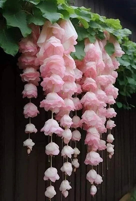 Imported Weeping begonia flowers bulbs | lite pink flowers bulbs- Pack of 2 Bulb