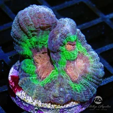 Rainbow Pectina - Live Coral Frag