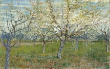 Hand-painted Oil Painting Vincent van Gogh Orchard with Blossoming Apricot Trees