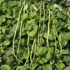 Orient Wonder Green Yard Long Bean / Red Seed /Asparagus/Chinese Long bean seeds