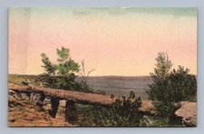 Vintage Arizona Postcard Petrified Forest Natural Bridge Adama 1910s