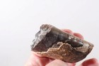 Fossil Pierre Shale Sutured Baculite Ammonite 3.8 oz rough lot Q — photo 5