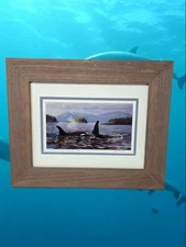 Ed Newbold Orcas In The Salish Sea Dolphin Family Mammal Ocean Life Coastal Vibe