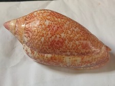 Conchiglia Shell Voluta AMORIA EXOPTANDA  mm 100  Tasmania