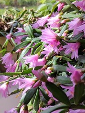 Easter Rose Cactus - Rhipsalidopsis or Hatiora Rosea- Young Plant In Pot- Pink