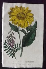 Good 1813 HC Botanical Print Creeping Rooted Hedysarum, Perennial Sunflower 127