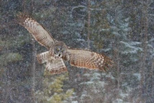 Great Gray Owl in Snowfall by Jim Cumming Wildlife Photography Giclee Print