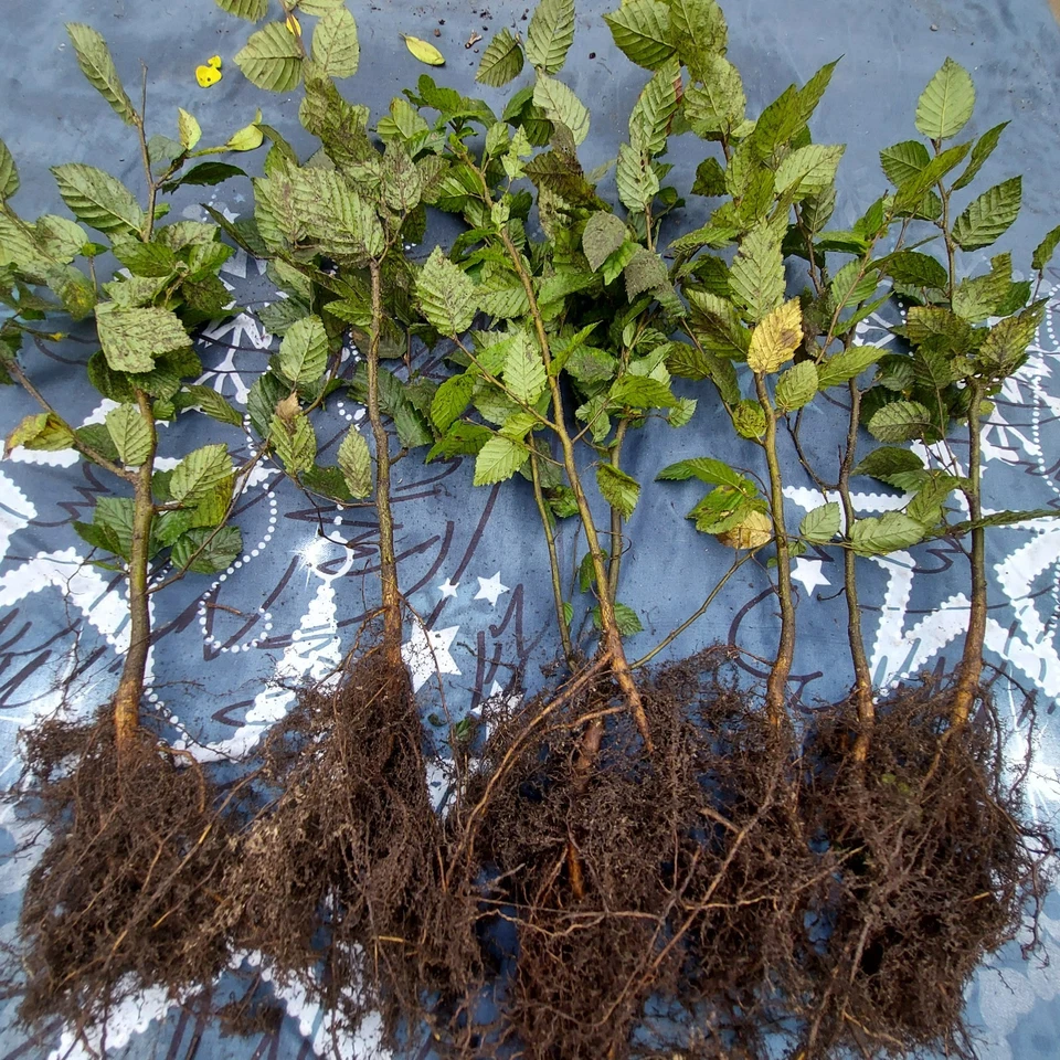 Hainbuche/ Hainbuchenhecke/ Buche/ Weißbuche (Carpinus Betulus)  40-60cm  50Stk - Bild 2 von 4