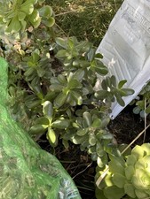 Healthy lush green Crassula Ovata Jade Plant cluster, Rooted 19  tall with roots