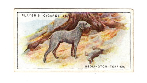 BEDLINGTON TERRIER DOG PLAYER'S CIGARETTE TRADE CARD DOGS SERIES NO. 40