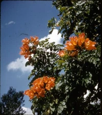 Vintage Stereo Realist Photo 3D Slide FLAME OF THE FOREST DETAIL JAMAICA 1958