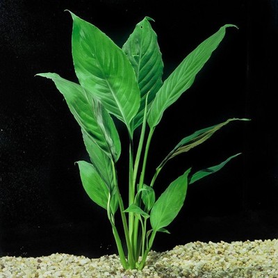 Brazilian Sword  Peace Lily  (Spathiphyllum sp)