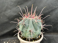FEROCACTUS RECTISPINUS CACTUS PIANTE GRASSE AGAVE SUCCULENTE 5900
