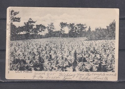 BERMUDA, 1905 ppc. LILY FIELD, Hamilton to Burra Burra, South Australia.