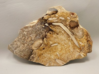 Petrified Wood Forest Floor Polished Slab Sunnyside WA #O133-67